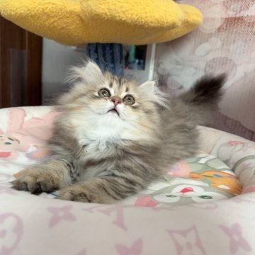 ペルシャ(チンチラ)【千葉県・女の子・2024年4月2日・ゴールド（ふわふわ）】の写真「優しい性格　  遊ぶのが大好き」