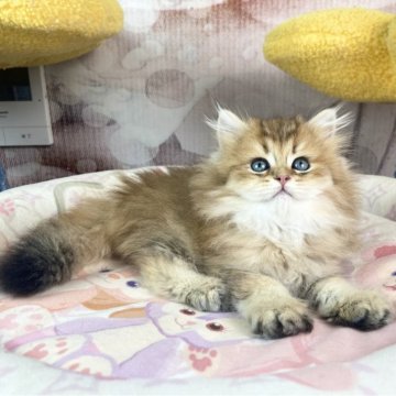 ブリティッシュロングヘア【千葉県・男の子・2024年9月1日・ゴールデン（ふわふわ）】の写真「優しい性格　 遊ぶのが大好き」