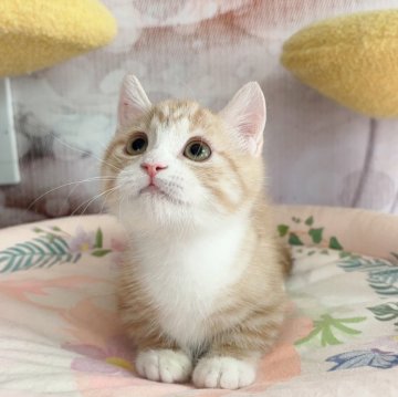 マンチカン【千葉県・男の子・2024年3月12日・レッドタビー&ホワイト（短毛）】の写真「大きな目　まる顔　優しい性格　めちゃめちゃ可愛い王」