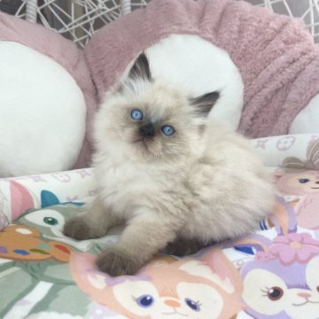 ラグドール【千葉県・男の子・2024年2月26日・シールポイント（ふわふわ）】の写真「綺麗ブルー目　まる顔 めちゃめちゃ可愛い」
