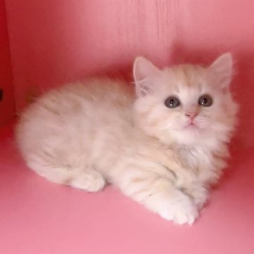 マンチカン(短足)【千葉県・女の子・2024年6月10日・クリームタビー（中長毛）】の写真「大きな目 優しい性格」