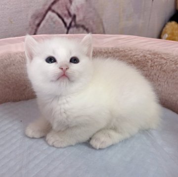 マンチカン【千葉県・女の子・2023年11月23日・真っ白（ショートヘア）】の写真「マル顔　大きな目　めちゃめちゃ可愛い女の子」