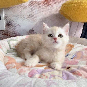 マンチカン【千葉県・女の子・2024年4月26日・クリームタビー（短毛）】の写真「大きな目　まる顔 　優しい性格」