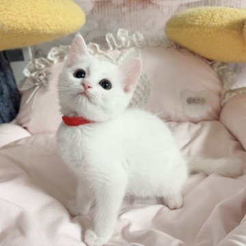 マンチカン【千葉県・女の子・2024年6月10日・優しい性格 遊ぶのが大好き（短毛）】の写真「優しい性格　  遊ぶのが大好き」