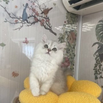 ペルシャ(チンチラ)【千葉県・男の子・2023年4月1日・シルバー（いっぱい）】の写真「8月中キャンペーン　被毛がいっぱい、大きな体」