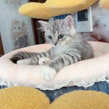 マンチカン【千葉県・男の子・2024年3月12日・シルバータビー（中長毛）】の写真「超優しい性格　コロゴロ声、腹を触らせる 可愛い王子」
