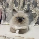 ラグドール【千葉県・女の子・2023年7月13日・シールポイントミテッド】の写真1