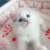 ミヌエット(長足)【千葉県・男の子・2024年7月12日・真っ白】の写真1