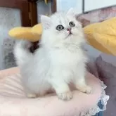 ペルシャ(チンチラ)【千葉県・女の子・2024年3月27日・シルバー】の写真2