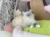 ラグドール【千葉県・女の子・2024年2月26日・シールポイントリンクス】の写真2