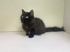 マンチカン(短足)【千葉県・男の子・2023年11月22日・ブラウン】の写真3