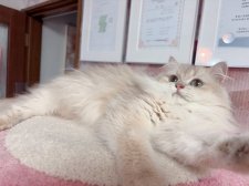 ブリティッシュロングヘア【・女の子・2024年4月10日・ライラックゴールデンシェーデッド】