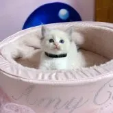 ラグドール【千葉県・男の子・2023年8月15日・シールリンクスポイントバイカラー】の写真3