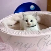 ラグドール【千葉県・男の子・2023年8月15日・シールリンクスポイントバイカラー】の写真5