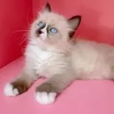 ラグドール【千葉県・男の子・2024年10月9日・シールポイント】の写真5