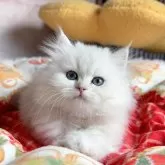 ミヌエット(長足)【千葉県・女の子・2024年9月2日・シルバー】の写真5