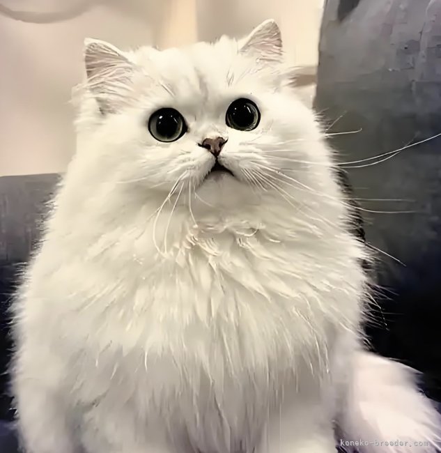 ペルシャ(チンチラ)【・男の子・2023年3月26日・シルバー】