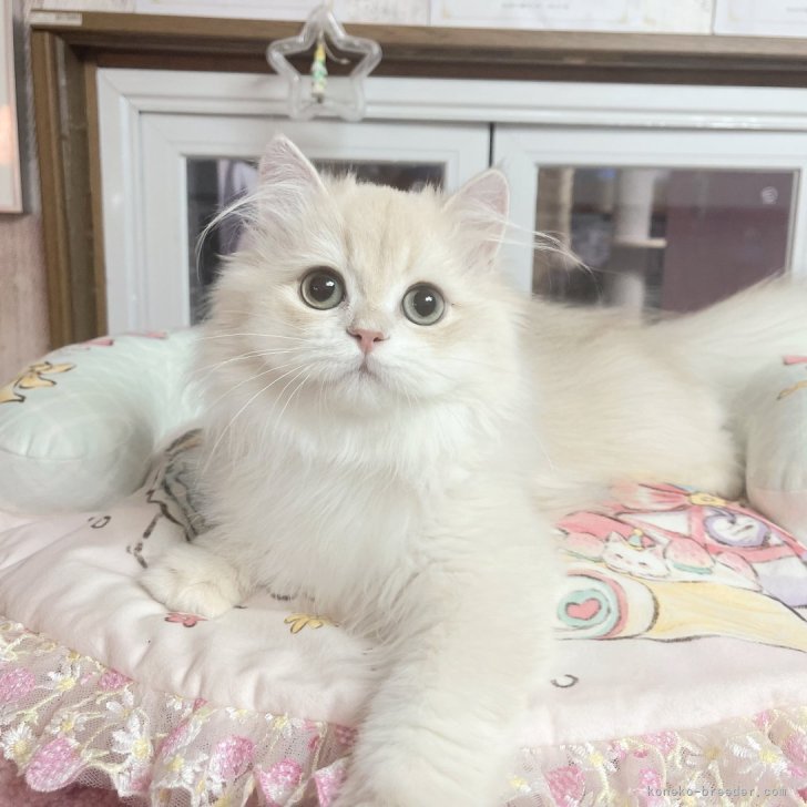 ブリーダー画像