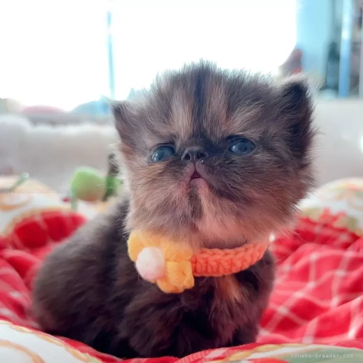 ID：2501-00011の子猫
