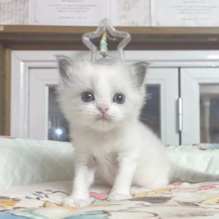 ラグドール【千葉県・男の子・2025年10月28日・シールポイント】の写真1