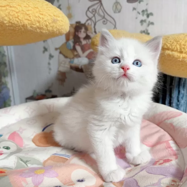 ID:2502-00116の子猫