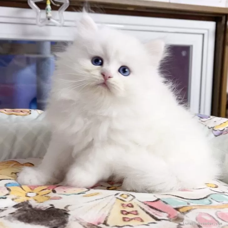 ID：2509-02444の子猫