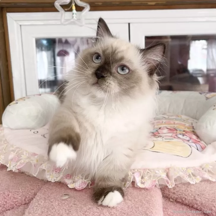 ミヌエット(短足)【千葉県・男の子・2025年8月8日・シールポイント】の写真1