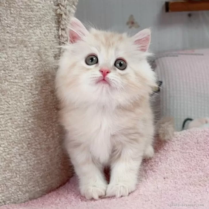 ID:2506-01043の子猫