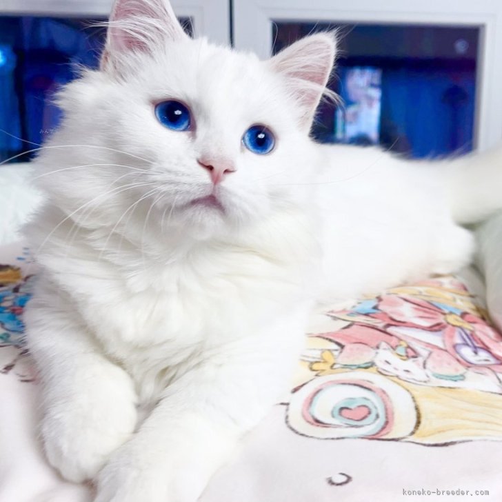 ブリーダー画像