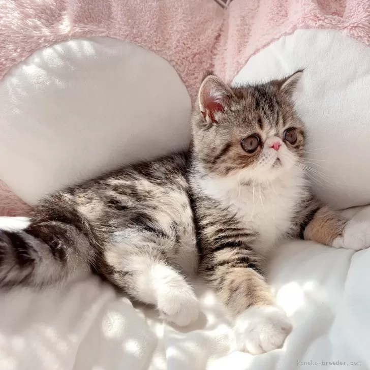ID:2501-00010の子猫