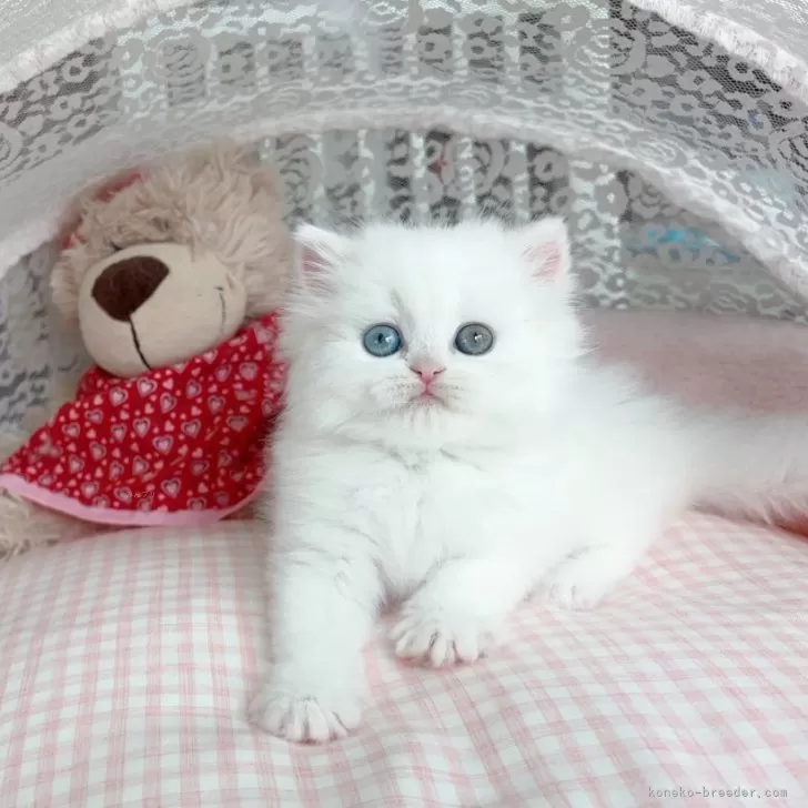 K.U 様のお迎えした子猫