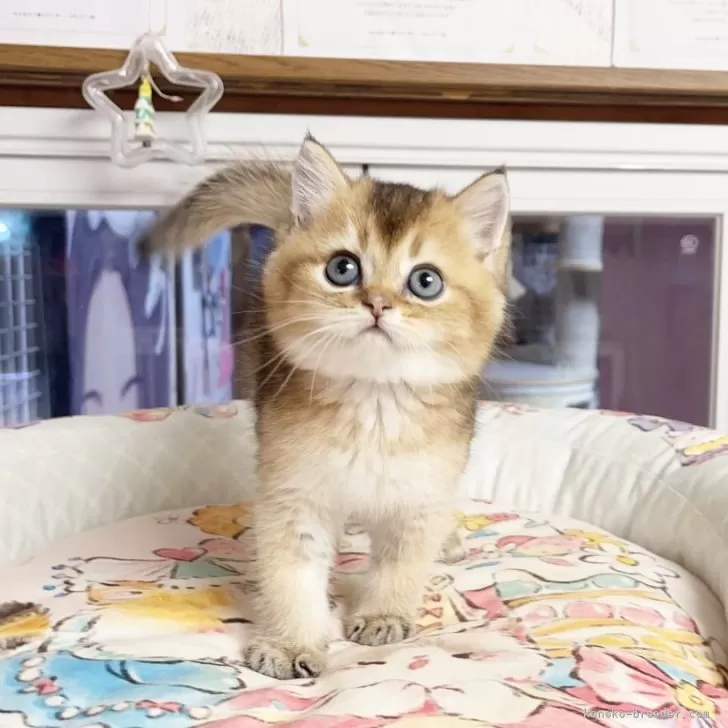 ID：2509-01750の子猫