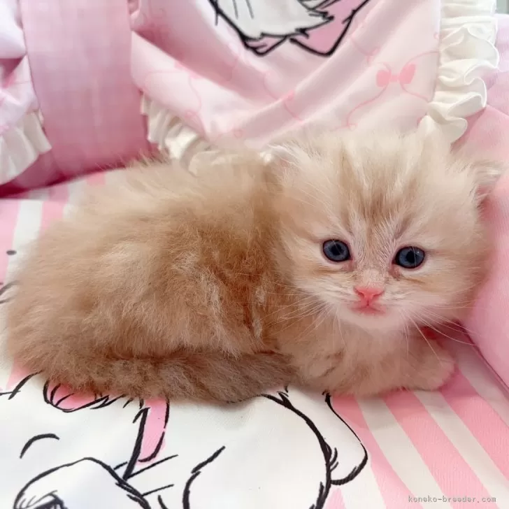 H.T 様のお迎えした子猫