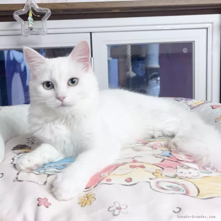 ID：2507-00757の子猫