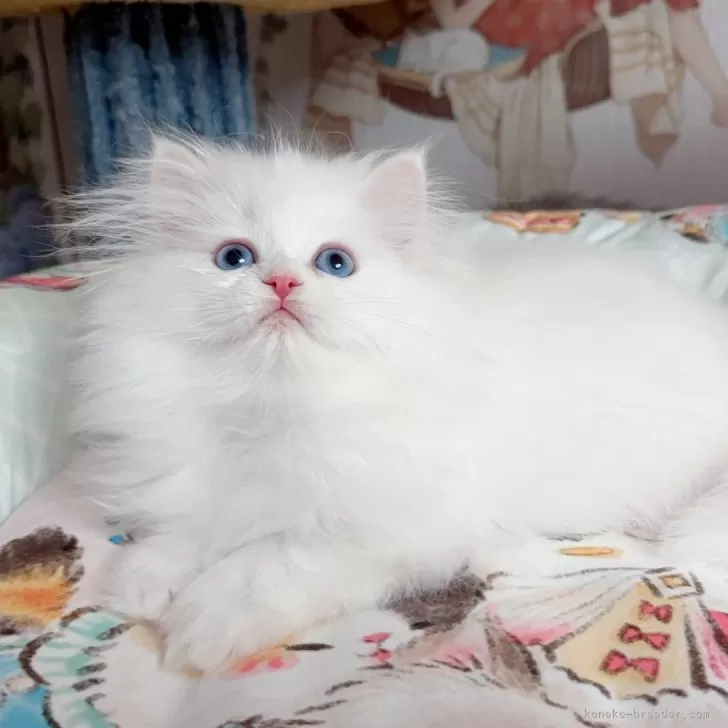 ID:2502-01401の子猫