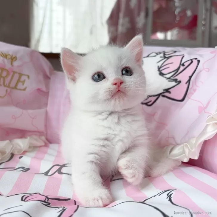 ID：2507-00723の子猫