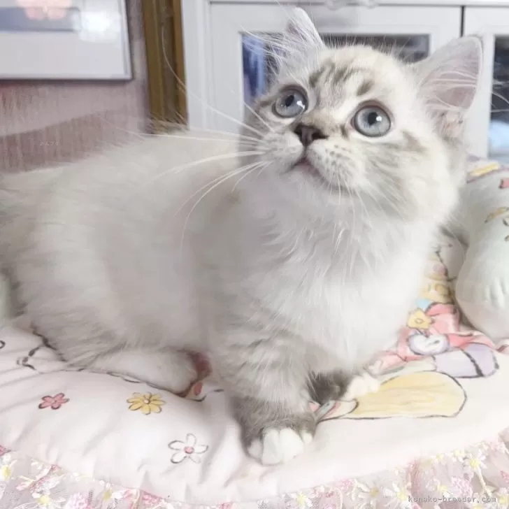 ミヌエット(短足)【千葉県・女の子・2025年8月8日・シールリンクスポイント】の写真1