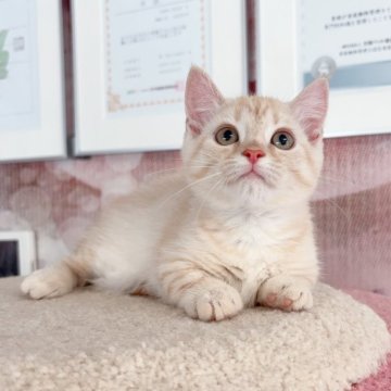 マンチカン(短足)【千葉県・女の子・2025年6月16日・クリームタビー（ショートヘアー）】の写真「まる顔   性格が優しい仔」