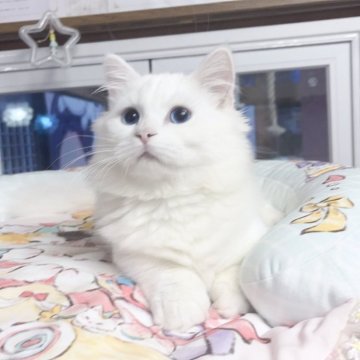 ミヌエット(短足)【千葉県・男の子・2025年7月1日・ホワイト（ふわふわ）】の写真「宝石のような青い瞳     穏やかな性格」