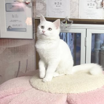 マンチカン(長足)【千葉県・女の子・2025年6月16日・ホワイト（ふわふわ）】の写真「性格が優しい   可愛いお姫様」