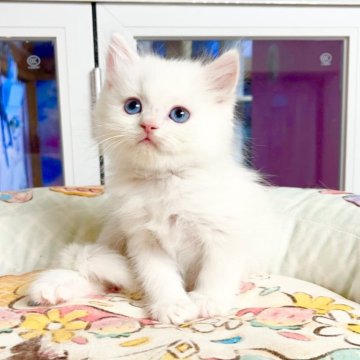 ミヌエット(長足)【千葉県・男の子・2025年10月8日・ホワイト（ふわふわ）】の写真「まる顔  可愛い王子」