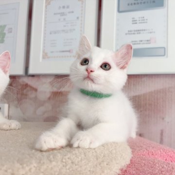 マンチカン(長足)【千葉県・男の子・2025年6月16日・ホワイト（ふわふわ）】の写真「性格が優しい王子　元気いっぱい」
