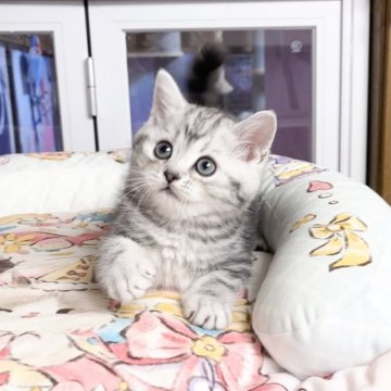 ミヌエット(長足)【千葉県・女の子・2025年8月27日・ブルータビー（ふわふわ）】の写真「大きな目　まる顔 可愛いお姫様」