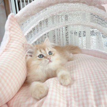 ミヌエット(長足)【千葉県・男の子・2024年9月2日・レッド（ふわふわ長毛）】の写真「お正月特別価格　優しい性格」