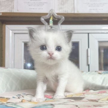 ラグドール【千葉県・男の子・2025年10月28日・シールポイント（ふわふわ）】の写真「ふわふわ　優しい王子」