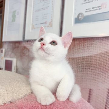 マンチカン(長足)【千葉県・男の子・2025年6月16日・ホワイト（ショートヘアー）】の写真「性格が優しい王子　　元気満々」