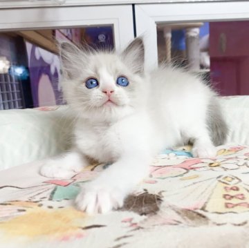 ラグドール【千葉県・女の子・2025年10月28日・ブルーポイント（ふわふわ）】の写真「ふわふわ　優しいお嬢様」