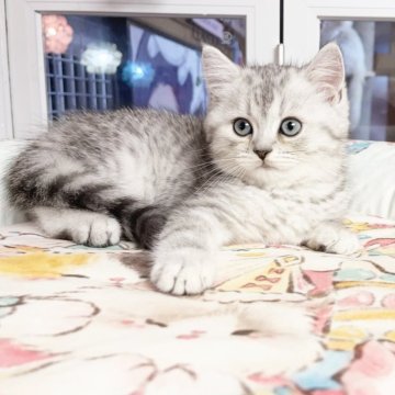 ミヌエット(長足)【千葉県・男の子・2025年8月27日・ブルータビー（ふわふわ）】の写真「大きな目  まる顔  可愛い王子」