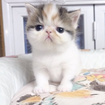 エキゾチックロングヘア【千葉県・女の子・2025年10月1日・キャリコ（ふわふわ）】の写真「まる顔、 可愛いお嬢さま」