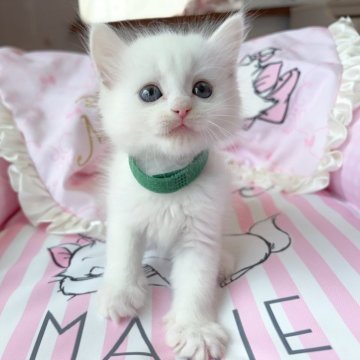 マンチカン【千葉県・男の子・2025年6月16日・ホワイト（ふわふわ）】の写真「大きな目　可愛い王子」